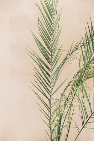 Tropical palm leaves on pale pastel beige background. Minimal lifestyle concept.の写真素材
