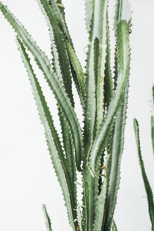 Tropical succulent tree on white background. Minimal floral concept.の写真素材