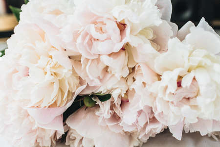 Closeup of pink peony flowers on white background.の写真素材