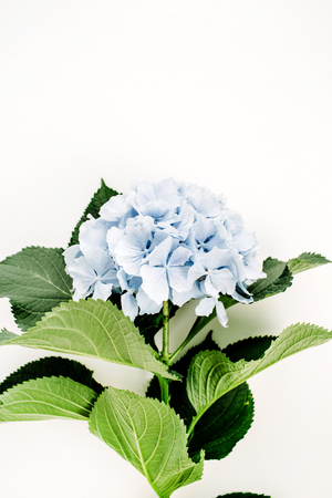 Blue hydrangea flower on white background. Flat lay, top view floral concept.の写真素材