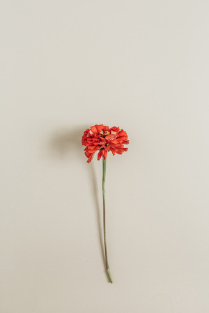 Red cynicism flower on beige background. Flat lay, top view.の写真素材