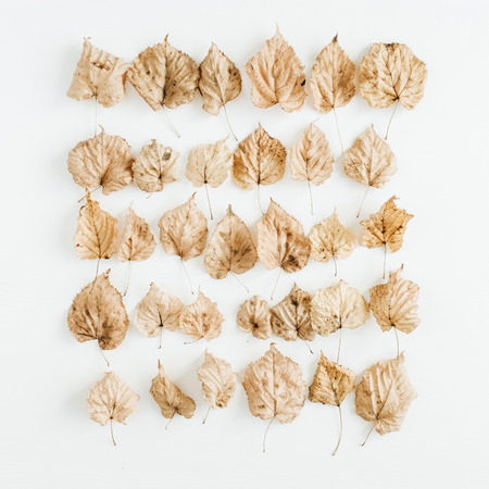 Fall / autumn leaves on white background. Flat lay, top view minimal composition.の写真素材