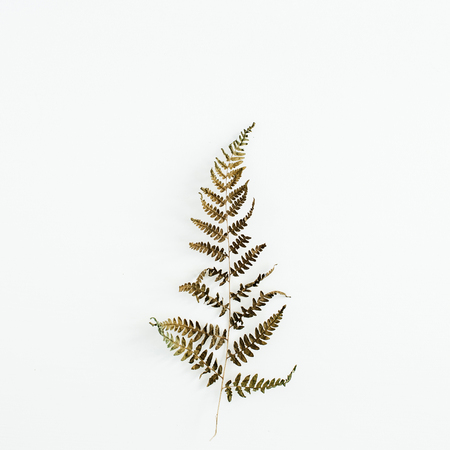 Fern leaf isolated on white background.の写真素材