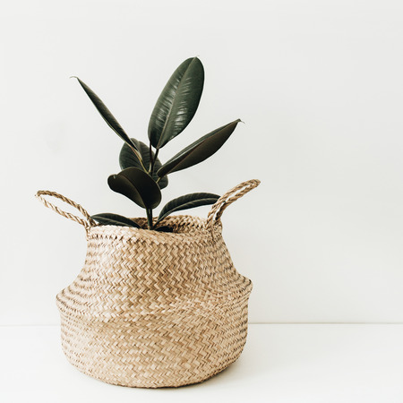Ficus robusta in straw basket on white background. Home plant minimal interior concept.の写真素材
