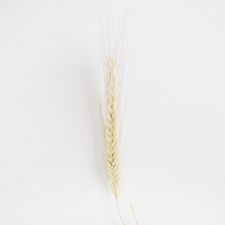 Rye ear on white background. Flat lay, top view.の写真素材