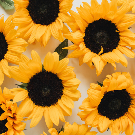 Yellow sunflower buds pattern on white background. Flat lay, top view summer floral composition.の写真素材