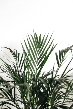 Closeup of palm leaves on white background.の写真素材