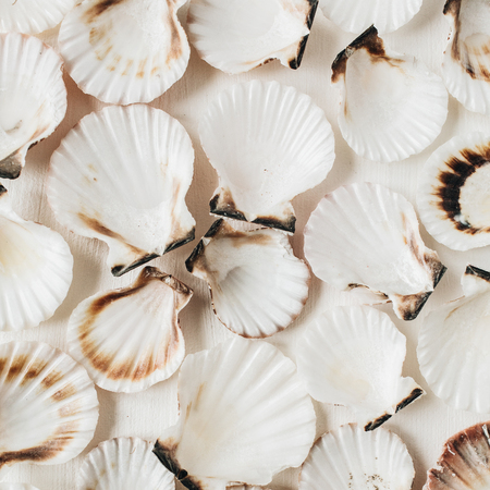 Sea shells pattern on white background. Flat lay, top view minimal marine texture.の写真素材
