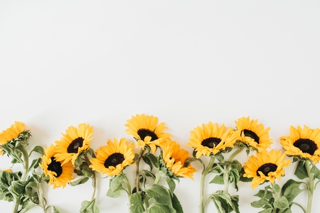 Sunflowers on white background. Flat lay, top view blog hero header.の写真素材