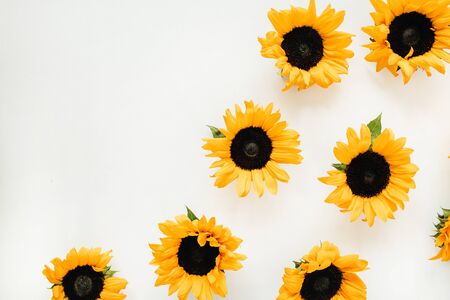 Sunflowers on white background. Flat lay, top view summer floral concept.の写真素材