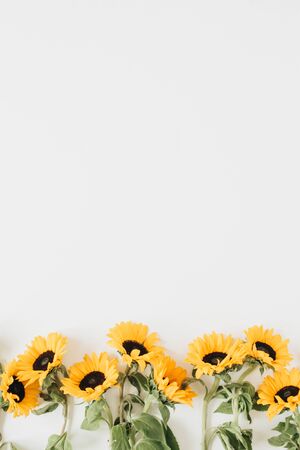 Sunflowers on white background. Flat lay, top view summer concept.の写真素材