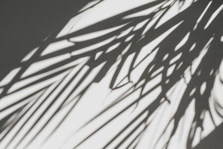 Neutral floral composition with tropical palm branch silhouette. Flat lay, top view florist minimal exotic nature background.の写真素材