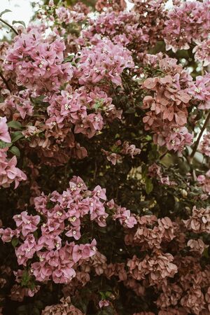 Tropical beautiful pale pink flowers blooming on big lush. Spring and summer concept. Natural background.の写真素材