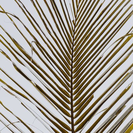 Beautiful tropical coconut palm branch against white sky. Minimalistic pattern and background with retro and vintage warm colors. Summer or travel concept.の写真素材