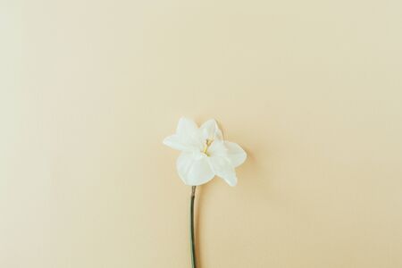 Narcissus flower on pastel background. Flatlay, top view summer floral composition.の写真素材