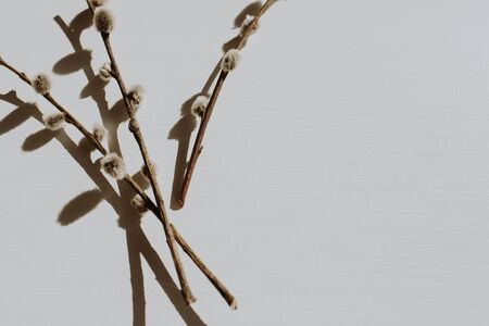 Dry pussy-willow branch on dusty grey background. Flat lay, top view minimal neutral floral composition.の写真素材