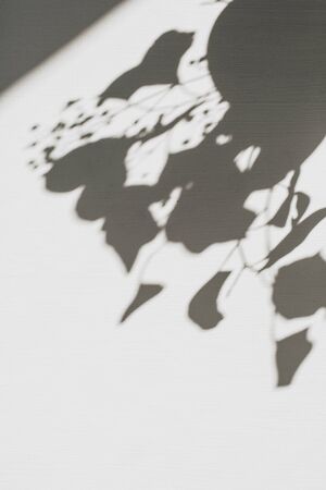 Neutral floral composition with tree branch silhouette shadow. Flat lay, top view florist minimal nature background.の写真素材