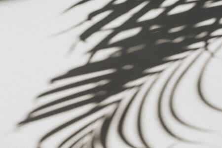 Neutral floral composition with tropical palm branch silhouette. Flat lay, top view florist minimal exotic nature background.の写真素材