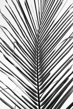 Beautiful tropical coconut palm branch against white sky. Minimalistic pattern and background with black and white colors. Summer or travel concept.の写真素材