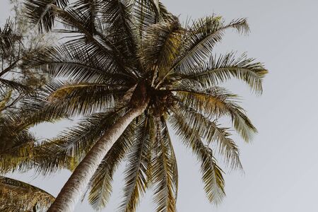 Coconut  green palm trees against blue sky with retro or vintage colors and tones. Minimal wallpaper.Travel or exotic concept. Summer background.の写真素材