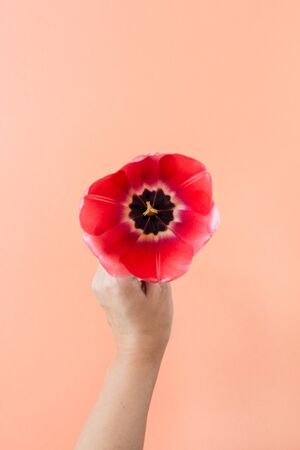 Tulip flower bouquet in women's hands on living coral background. Flat lay, top view summer floral concept.の写真素材