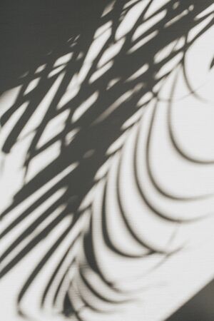 Neutral floral composition with tropical palm branch silhouette. Flat lay, top view florist minimal exotic nature background.の写真素材