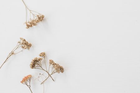 Dry floral branch on white background. Flat lay, top view minimal neutral flower composition.の写真素材