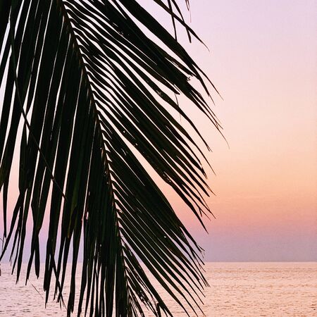 Beautiful silhouette of tropical coconut palm branch on colorful sunset with punchy pink, yellow and...