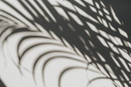 Neutral floral composition with tropical palm branch silhouette. Flat lay, top view florist minimal...