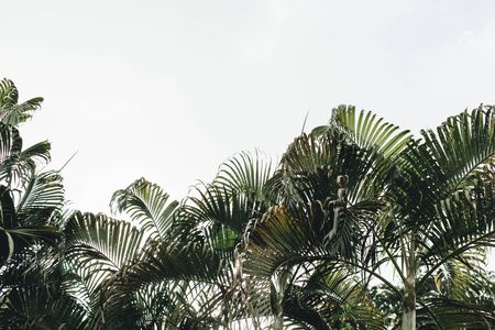 Summer tropical green coconut palm trees against white sky. Isolated minimal background.Summer and travel concept on Phuket, Thailand.の写真素材