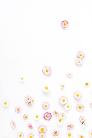 Daisy chamomile flower buds on white background. Flat lay, top view minimal summer floral pattern composition.の写真素材