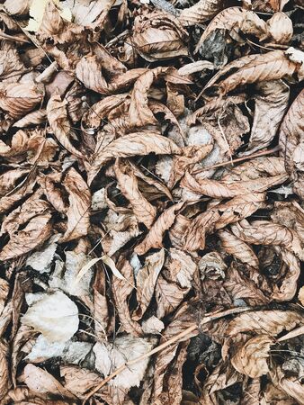 Autumn and fall composition. Dried brown leaves background. Flat lay, top view. Fall concept.の写真素材