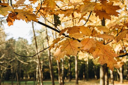 Autumn and fall composition. Beautiful landscape with yellow and orange maple leaves. Sunny day in...