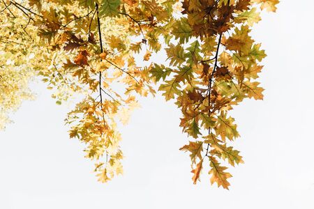 Autumn, fall composition. Beautiful trees with yellow, orange and green oak leaves. Fall concept and natural background.の写真素材