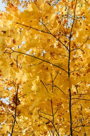 Autumn and fall composition. Beautiful landscape with yellow and orange maple leaves and trees....