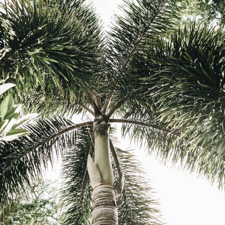 Summer tropical big green coconut palm tree against white sky. Isolated minimal background. Summer and travel concept on Phuket, Thailand.の写真素材