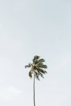Lonely one tropical exotic coconut palm tree against big blue sky. Neutral background. Summer and travel concept on Phuket, Thailand.の写真素材