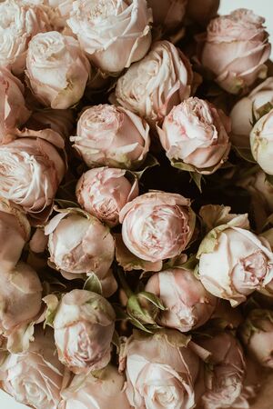 Closeup of pastel pink rose flowers buds.の写真素材
