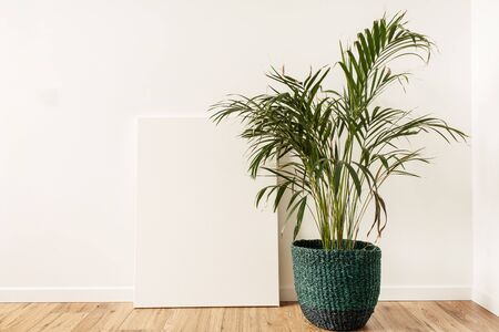 Blank canvas with empty mockup copy space. Home plant tropical palm in rattan pot. Minimal artist studio interior concept.の写真素材