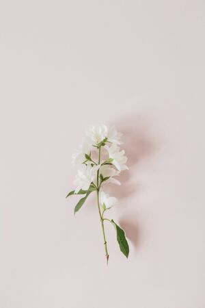 One little flower branch on pale pink background. Flatlay, overhead view.の写真素材
