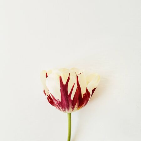 Tulip flower on white background. Flat lay, top view minimal floral composition.の写真素材