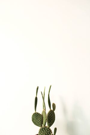 Green cactus on white background. Minimal floral botanical composition.の写真素材