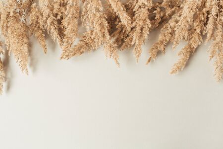 Reeds foliage branches on neutral pastel beige background. Flat lay, top view minimal floral...