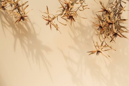 Dry flower branches on pastel beige background.
