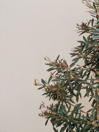 Green leaves branches on white background. Minimal nature concept. Copy space, empty space.の写真素材