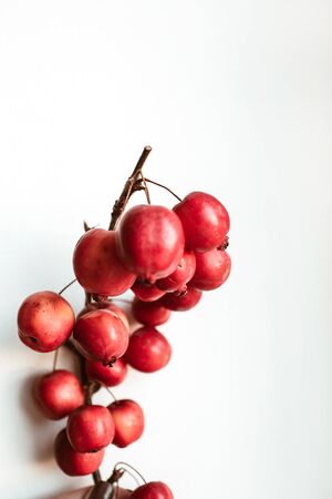 Colorful red berries branch on white background.の写真素材