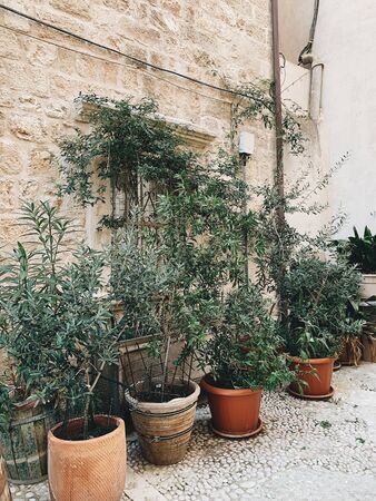 Green plants or trees in vintage pots against stone wall. Floral composition.