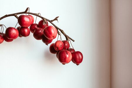 Colorful red berries branch on white background.の写真素材