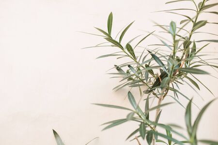 Green leaves branches on white background. Minimal nature concept. Copy space, empty space.