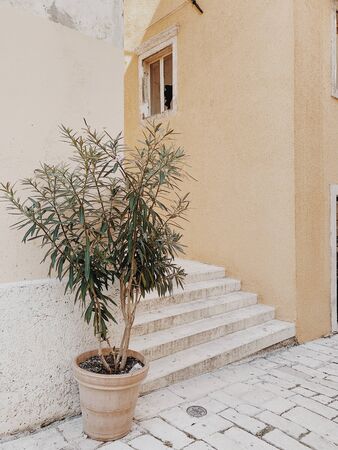 Olive tree in vintage terracotta  pot agains beautiful old building with stairs. Pastel colors....